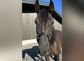 PRE Mix, Wallach, 7 Jahre, 158 cm, Rappe