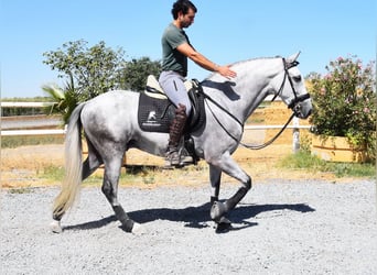 PRE, Wallach, 7 Jahre, 159 cm, Schimmel