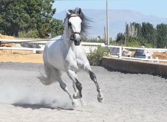 PRE, Wallach, 7 Jahre, 159 cm, Schimmel