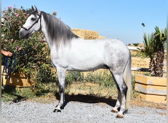 PRE, Wallach, 7 Jahre, 159 cm, Schimmel