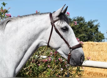 PRE, Wallach, 7 Jahre, 159 cm, Schimmel