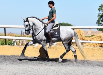 PRE, Wallach, 7 Jahre, 159 cm, Schimmel