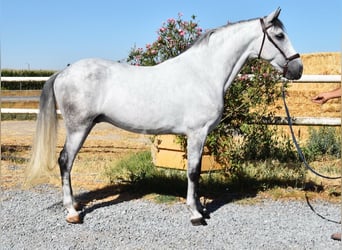 PRE, Wallach, 7 Jahre, 159 cm, Schimmel