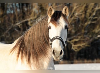 PRE, Wallach, 7 Jahre, 160 cm, Buckskin