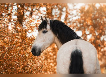 PRE, Wallach, 7 Jahre, 160 cm, Buckskin