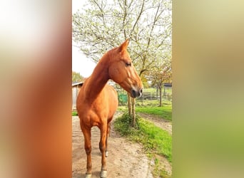 PRE Mix, Wallach, 7 Jahre, 160 cm, Fuchs