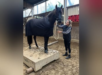 PRE Mix, Wallach, 7 Jahre, 160 cm, Rappe