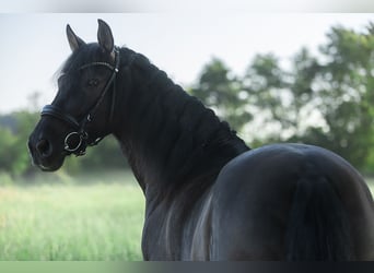 PRE Mix, Wallach, 7 Jahre, 160 cm, Rappe