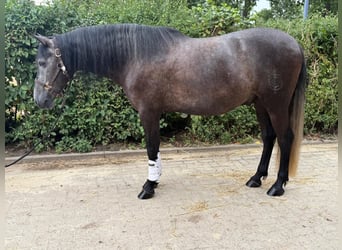 PRE Mix, Wallach, 7 Jahre, 160 cm, Rappschimmel