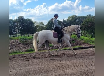PRE Mix, Wallach, 7 Jahre, 160 cm, Schimmel