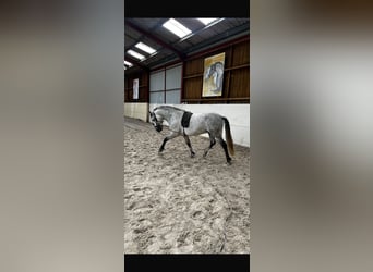 PRE, Wallach, 7 Jahre, 161 cm, Apfelschimmel