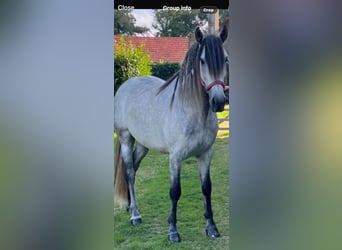 PRE, Wallach, 7 Jahre, 161 cm, Apfelschimmel