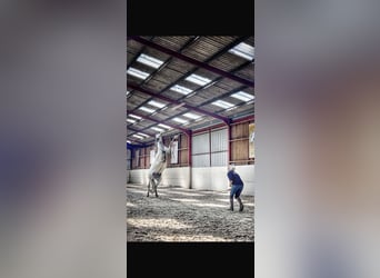 PRE, Wallach, 7 Jahre, 161 cm, Apfelschimmel