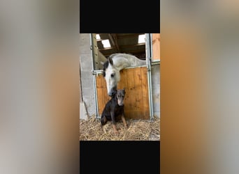 PRE, Wallach, 7 Jahre, 161 cm, Apfelschimmel