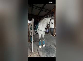PRE, Wallach, 7 Jahre, 161 cm, Apfelschimmel