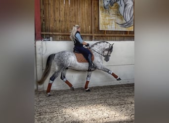 PRE, Wallach, 7 Jahre, 161 cm, Apfelschimmel
