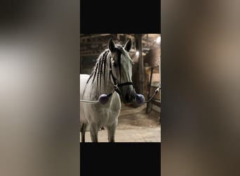 PRE, Wallach, 7 Jahre, 161 cm, Apfelschimmel