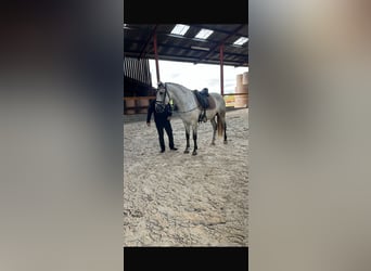 PRE, Wallach, 7 Jahre, 161 cm, Apfelschimmel