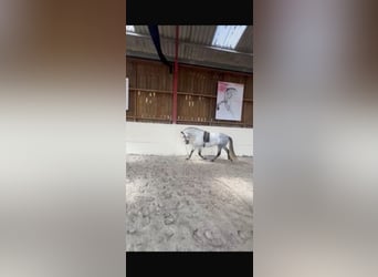 PRE, Wallach, 7 Jahre, 161 cm, Apfelschimmel