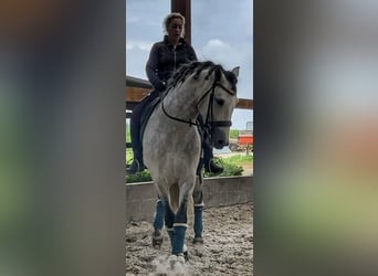 PRE, Wallach, 7 Jahre, 161 cm, Apfelschimmel