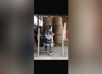 PRE, Wallach, 7 Jahre, 161 cm, Apfelschimmel