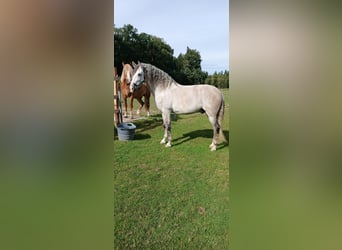 PRE Mix, Wallach, 7 Jahre, 161 cm, Schimmel