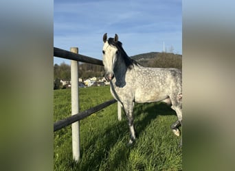 PRE Mix, Wallach, 7 Jahre, 162 cm, Apfelschimmel