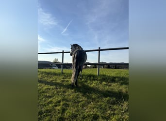 PRE Mix, Wallach, 7 Jahre, 162 cm, Apfelschimmel