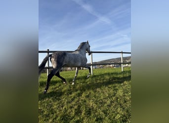 PRE Mix, Wallach, 7 Jahre, 162 cm, Apfelschimmel