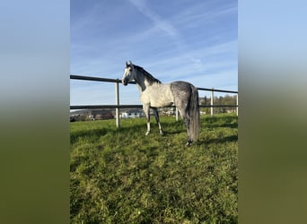 PRE Mix, Wallach, 7 Jahre, 162 cm, Apfelschimmel