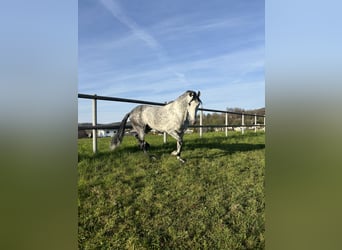 PRE Mix, Wallach, 7 Jahre, 162 cm, Apfelschimmel