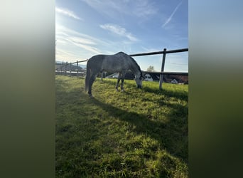 PRE Mix, Wallach, 7 Jahre, 162 cm, Apfelschimmel