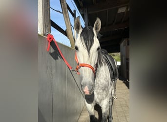 PRE Mix, Wallach, 7 Jahre, 162 cm, Apfelschimmel