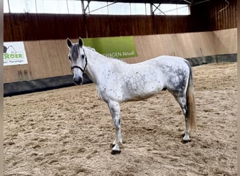 PRE Mix, Wallach, 7 Jahre, 162 cm, Apfelschimmel