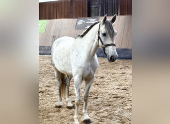 PRE Mix, Wallach, 7 Jahre, 162 cm, Apfelschimmel