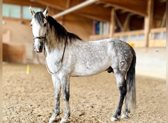 PRE Mix, Wallach, 7 Jahre, 162 cm, Apfelschimmel