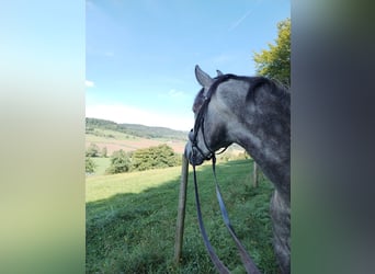 PRE, Wallach, 7 Jahre, 162 cm, Apfelschimmel