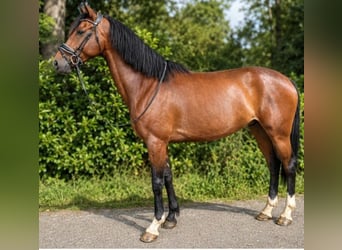 PRE, Wallach, 7 Jahre, 162 cm, Brauner