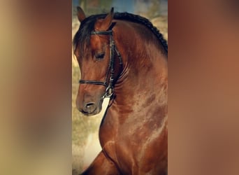 PRE Mix, Wallach, 7 Jahre, 162 cm, Brauner