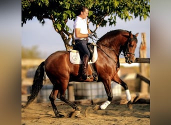 PRE Mix, Wallach, 7 Jahre, 162 cm, Brauner