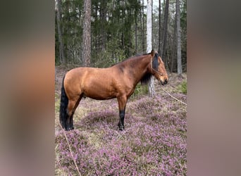 PRE, Wallach, 7 Jahre, 162 cm, Brauner