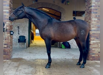 PRE, Wallach, 7 Jahre, 162 cm, Dunkelbrauner