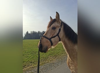 PRE Mix, Wallach, 7 Jahre, 162 cm, Falbe