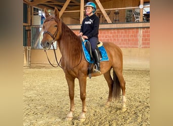 PRE, Wallach, 7 Jahre, 162 cm, Fuchs