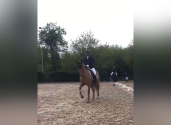 PRE, Wallach, 7 Jahre, 162 cm, Fuchs