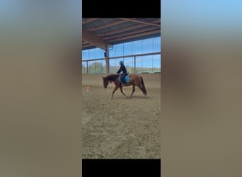 PRE, Wallach, 7 Jahre, 162 cm, Fuchs