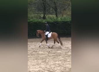 PRE, Wallach, 7 Jahre, 162 cm, Fuchs