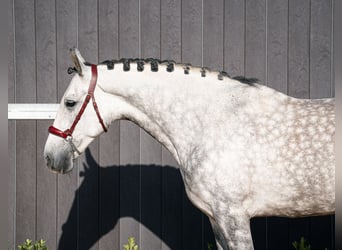 PRE Mix, Wallach, 7 Jahre, 162 cm, Schimmel