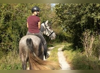 PRE Mix, Wallach, 7 Jahre, 162 cm, Schimmel