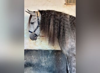 PRE, Wallach, 7 Jahre, 163 cm, Apfelschimmel